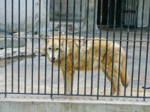 Loup Zoo de Guangzhou