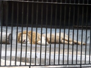Lion Zoo de Guangzhou