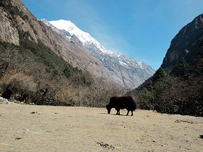 Yack devant le paysage du Langtang
