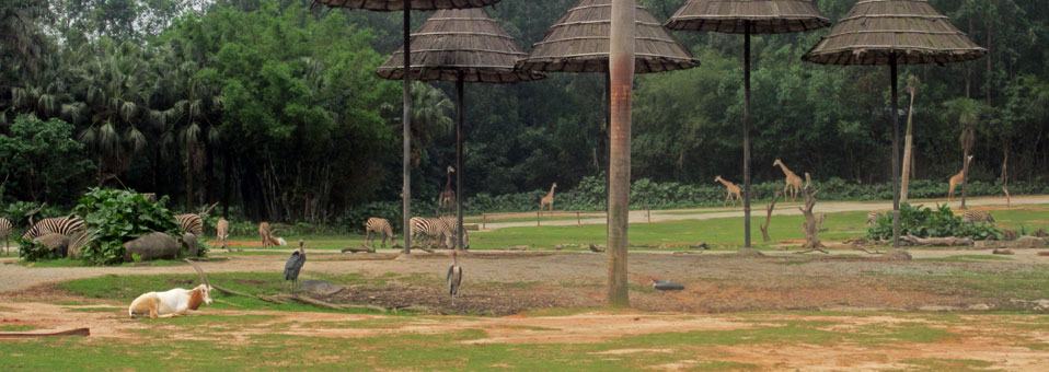 Safari Park Guangzhou