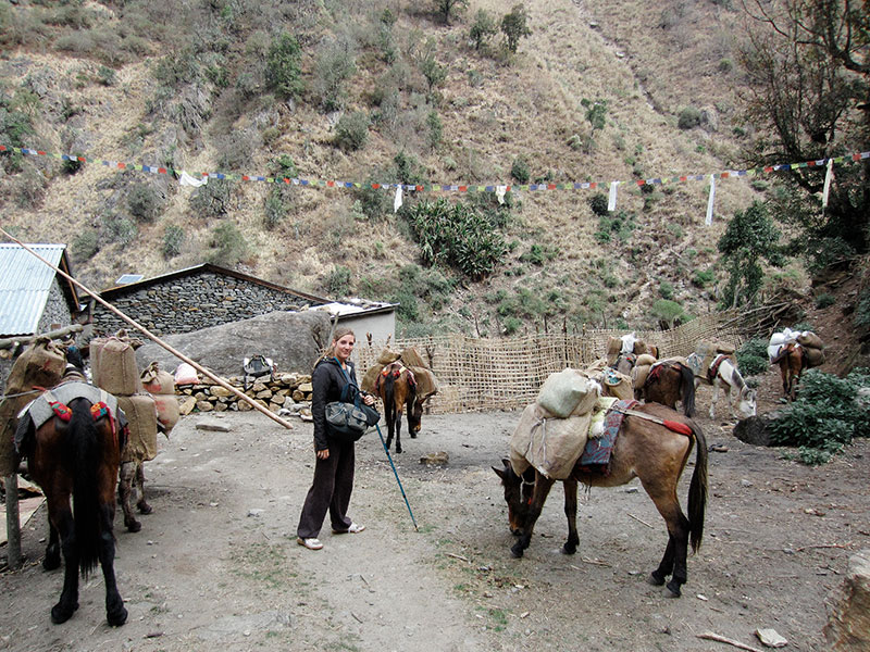 Ane dans un village du Langtang